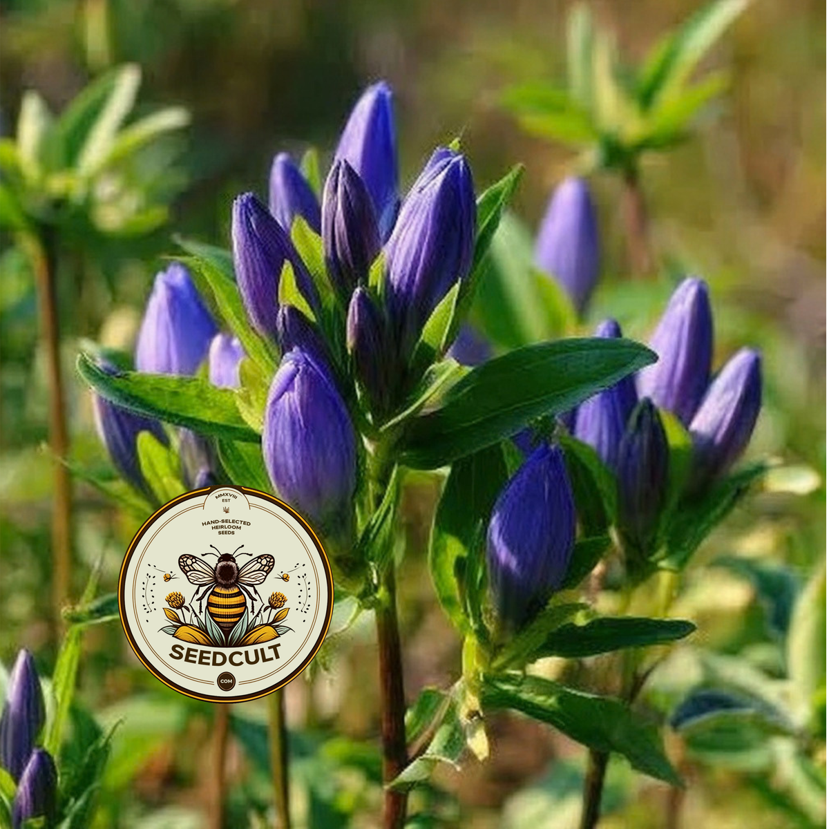 Bottle Gentian Seeds, Native Blue Wildflowers, Cold Climate, Gentiana Andrewsii, GN011C