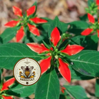 Fire On The Mountain Seeds, Wild Poinsettia, Florida Native, Florida Poinsettia, Painted Leaf, EU3015