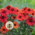 Mellow Scarlets Echinacea Seeds, Orange/Red/Watermelon colored Cone Flowers, EC1305