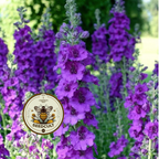 Violetta Mullein Seeds, Verbascum Phoenicium, VE0450