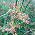 Corkscrew Rush SEEDS, Twister Plant, House Plants, Pond, Bog, Water Garden, Juncus Effusus Spiralis 'Twister' JU0125
