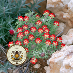 Lady's Fingers, Red Carpet Ground Cover, Xeriscape, Kidney Vetch, Anthyllis Vulneraria Coccinea, AT5025