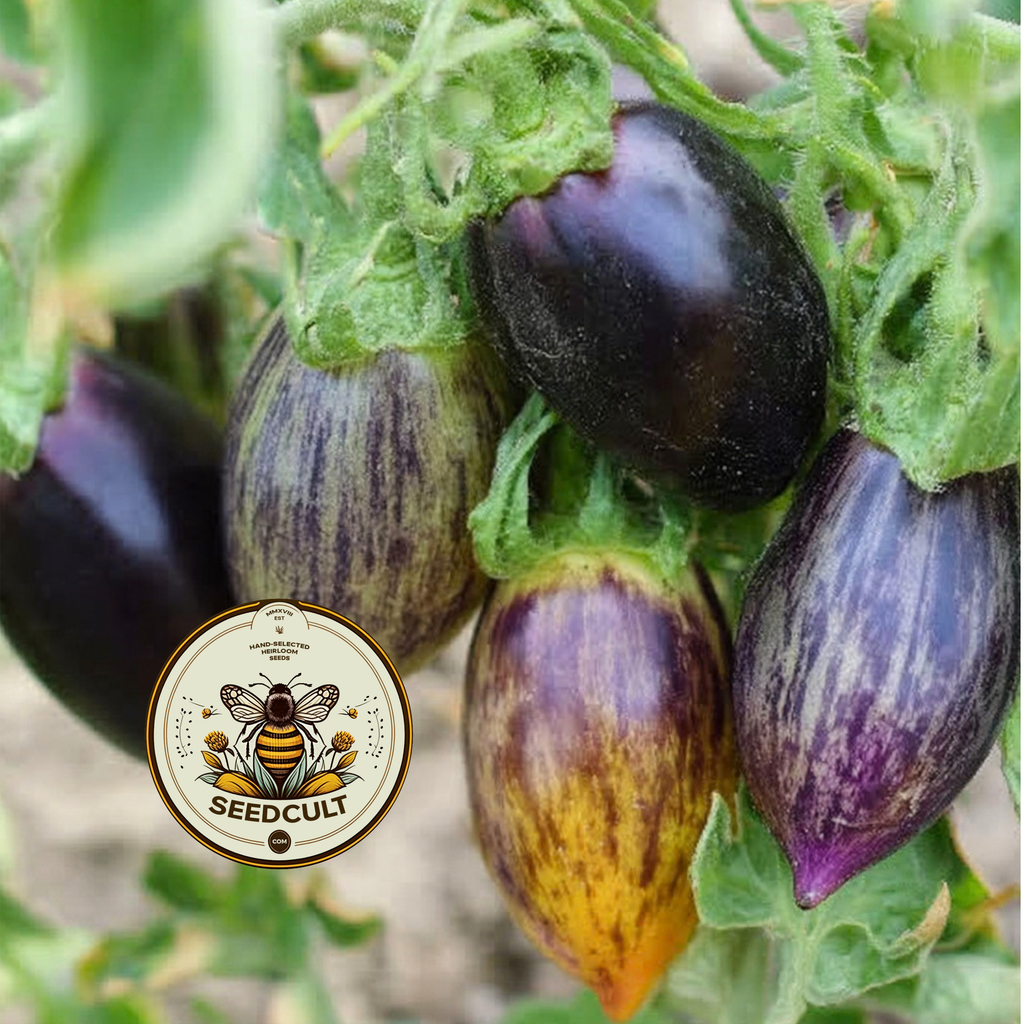 Brad's Atomic Grape Tomato Seeds, LY4620