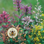 Fragrant Carpet Agastache Seeds, Rainbow Mix, Hummingbird Mint, Lilac, Pink, Orange, Yellow, Agastache Aurantiaca, AG0525