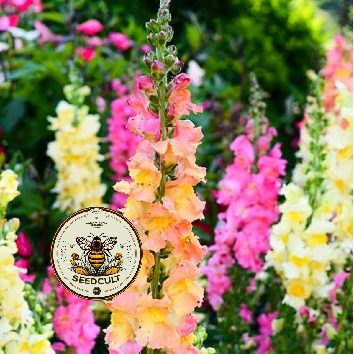 Tetra Snapdragon Seeds, Color Mix, AN781C