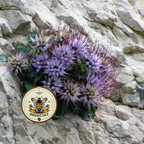 Devil's Claw Seeds, Horned Rampion, Rare Physoplexis Comosa, Small Rock Garden Plants, PY4010