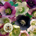 Midnight Garden Hellebore Mix Seeds, Heleborus Orientalis, Black, Purple, Lavender, Bicolor Mix, HL7110