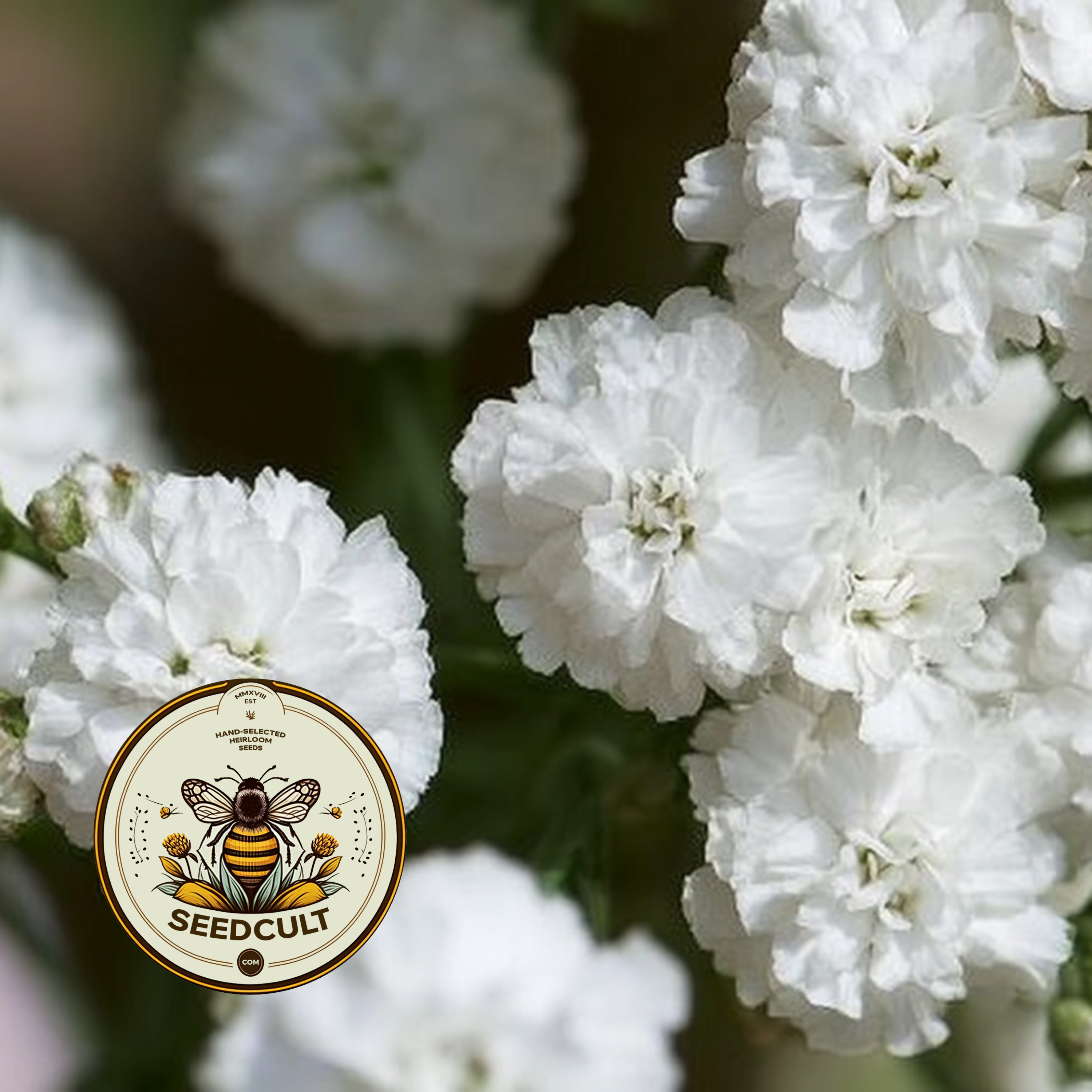 Marshmallow Yarrow Seeds, Achillea Ptarmica, Soft Fluffy Blooms, AC0425P