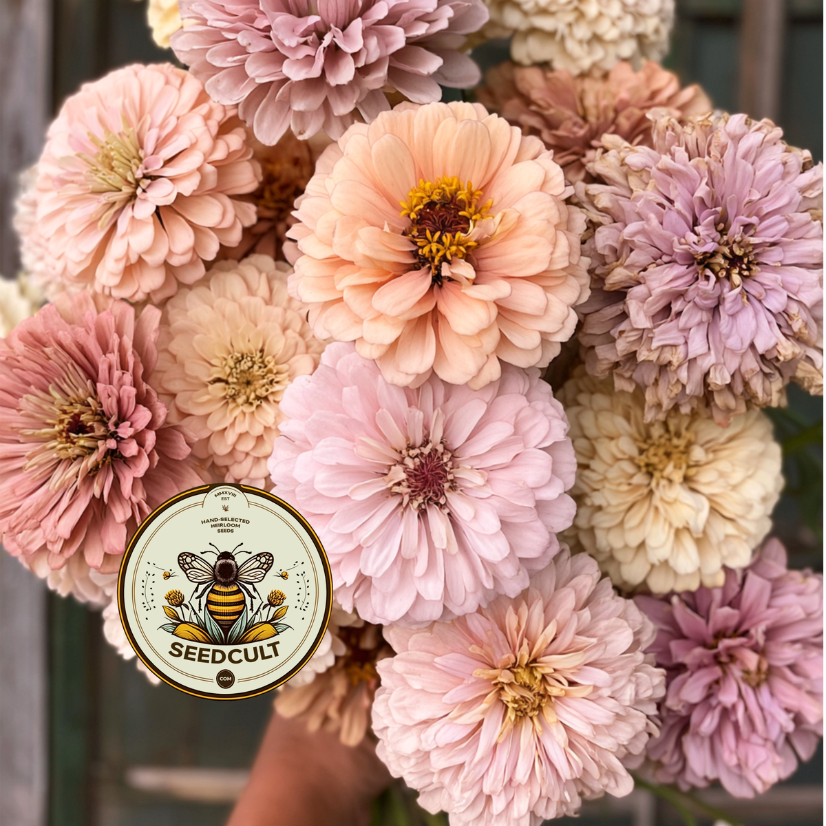 Pastel Mix Zinnia Seeds, Peach, Light Pink, Lilac, Mauve and Cream, ZE5425