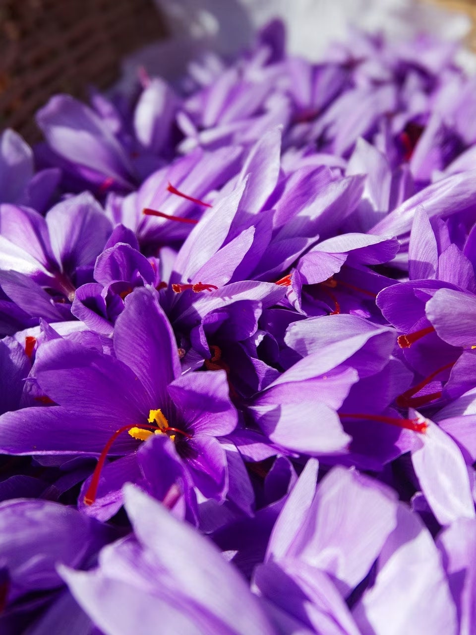 Saffron Crocus Bulbs, Crocus Sativus, 1CR0110
