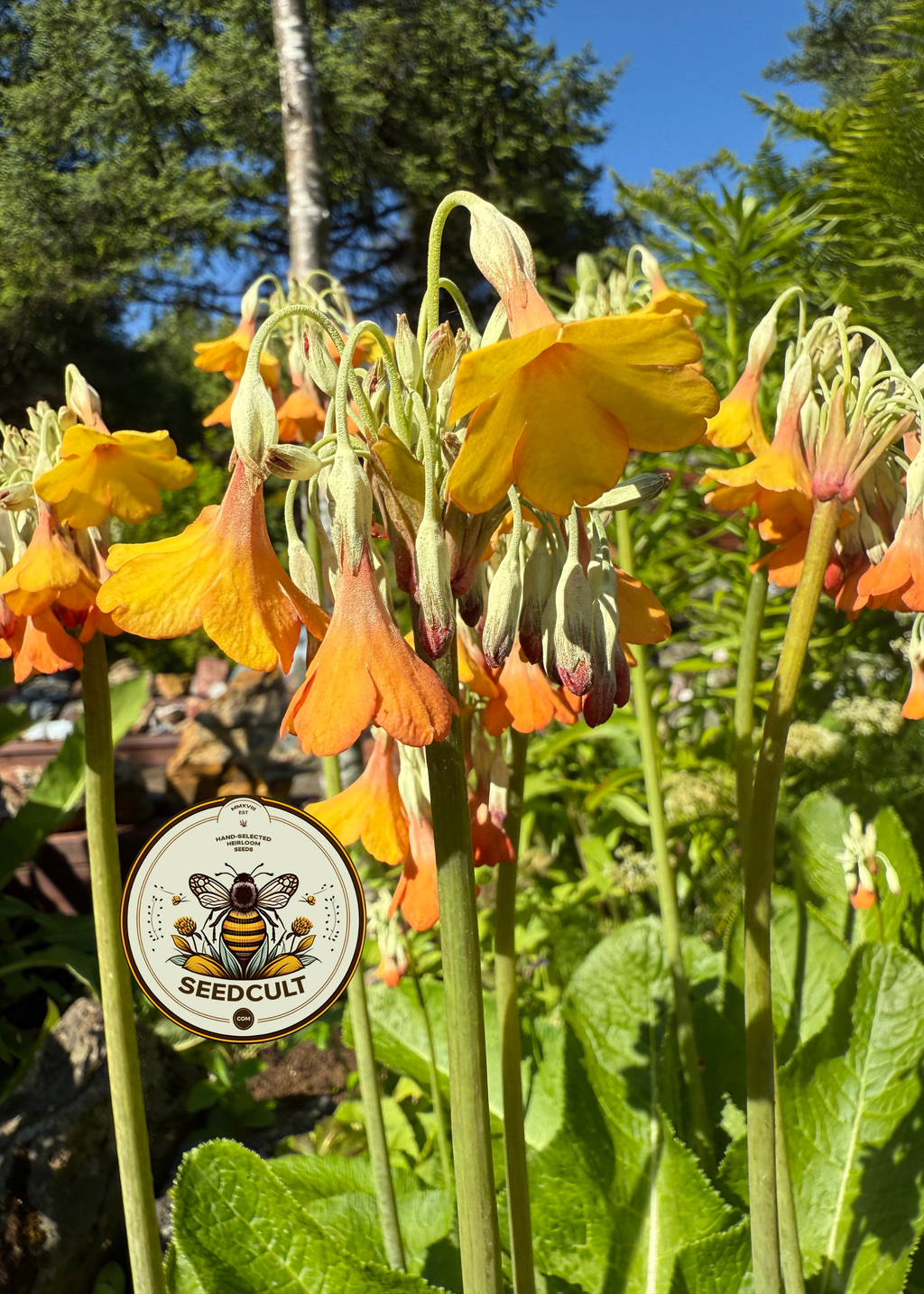 Orange Tibetan Cowslip Seeds, Primula Florindae, Fragrant Orange Perennial for Bogs & Streamsides, Giant Cowslip, PM3710