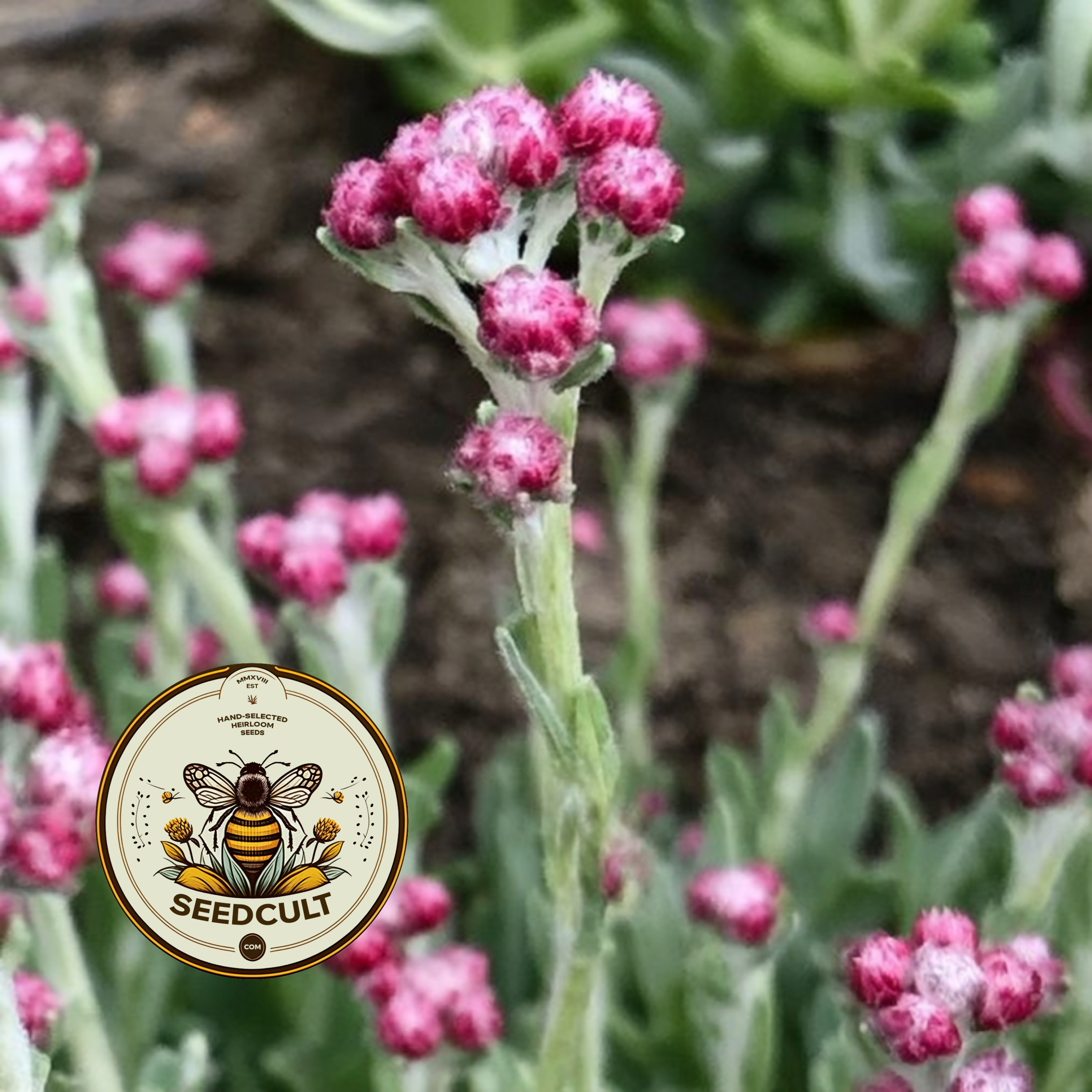 Red Pussytoes Seeds, Groundcover, Antennaria Dioica Rubra, Mountain Everlasting, Perennial AT3020