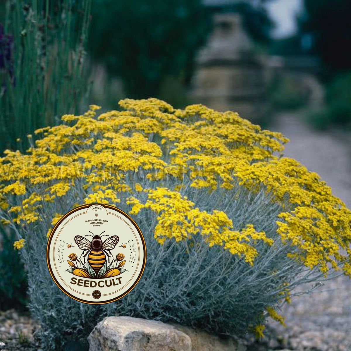 Immortelle, Italian Everlasting, Curry Plant, Silver Foliage, Herb, HL4020