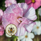 Cupcake Cosmos Seeds Mix, Blush Pink and White, Cups and Saucers, Double Pom Pom Blooms, Cottage Garden Annual, All Zones, CO0225