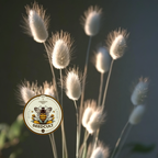 Bunny Tail Seeds, Hare's Tail, Ornamental Grass, Crafts, Dried Flowers, Lagarus Ovatus, LG0150