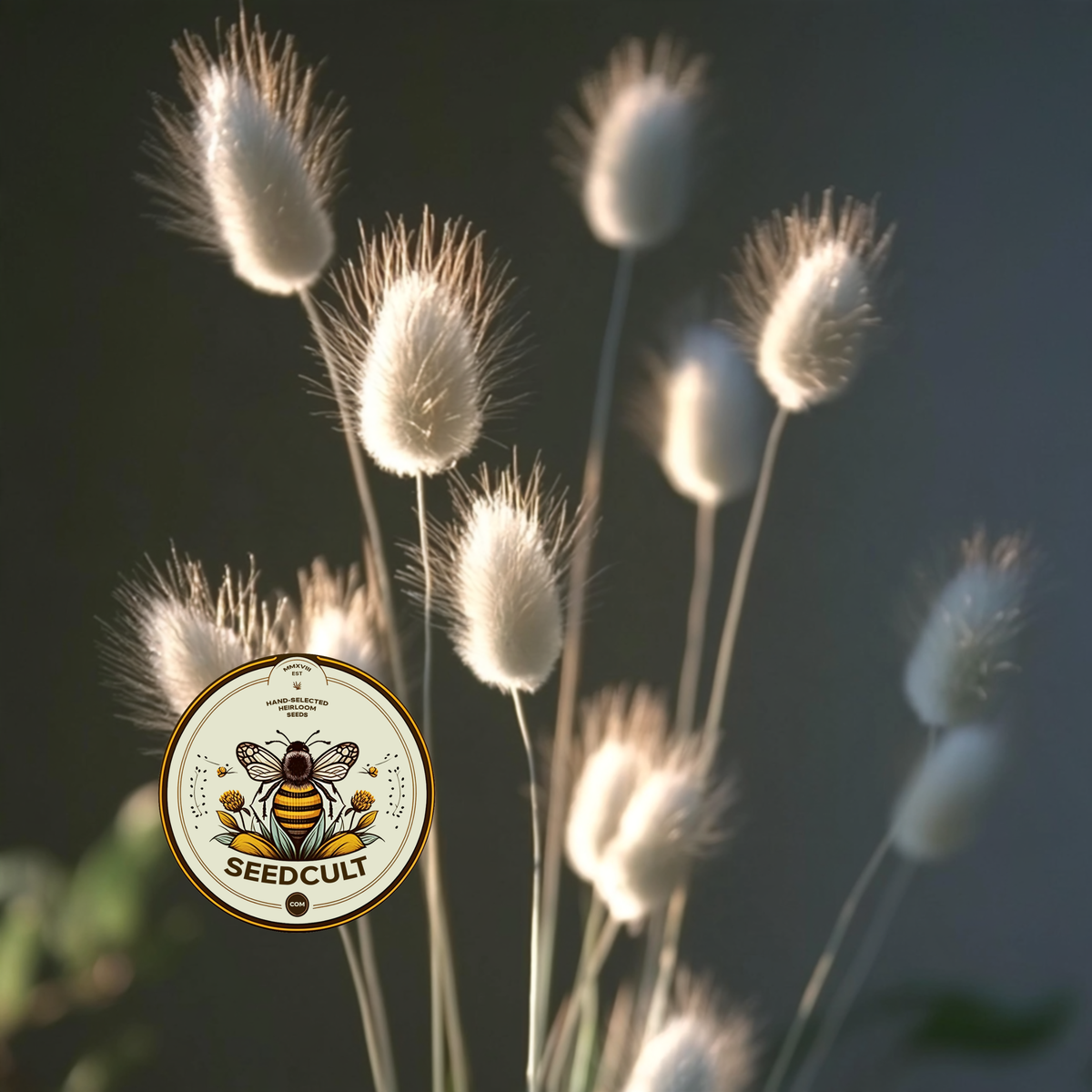 Bunny Tail Seeds, Hare's Tail, Ornamental Grass, Crafts, Dried Flowers, Lagarus Ovatus, LG0150