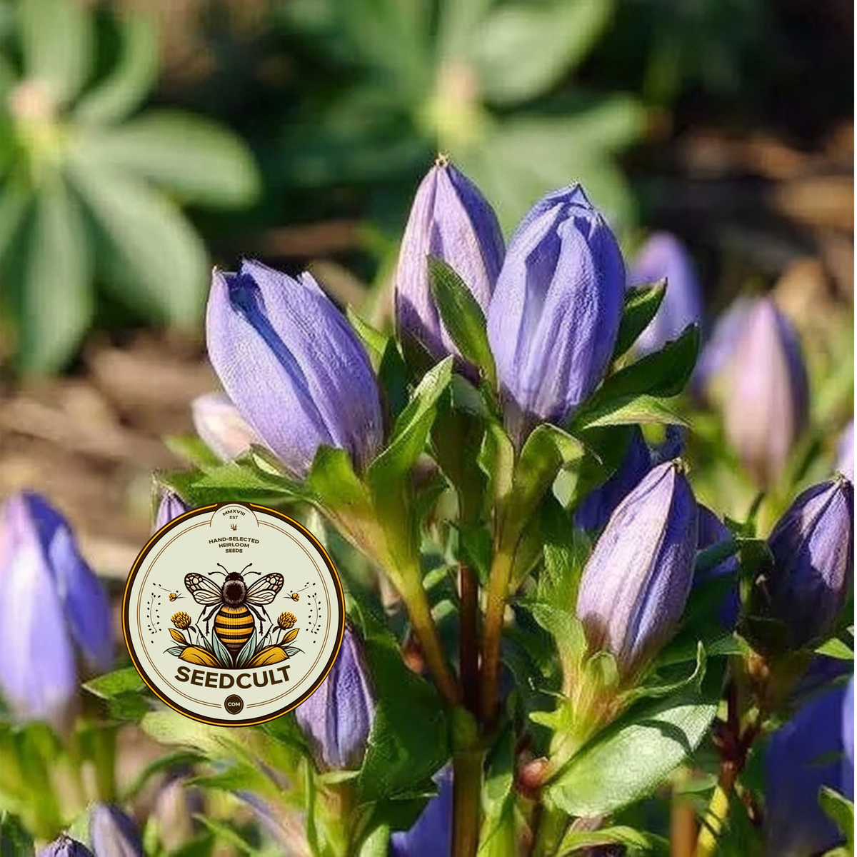 Bottle Gentian Seeds, Native Blue Wildflowers, Cold Climate, Gentiana Andrewsii, GN011C