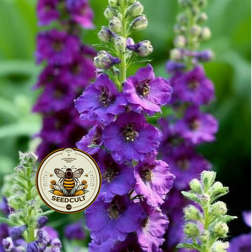Violetta Mullein Seeds, Verbascum Phoenicium, VE0450