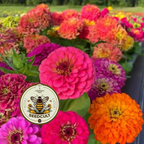 GLOWSTICK Zinnia Seeds, SeedCult Exclusive, Fluorescent Neon Colors, ZE5325