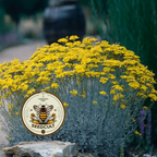 Immortelle, Italian Everlasting, Curry Plant, Silver Foliage, Herb, HL4020
