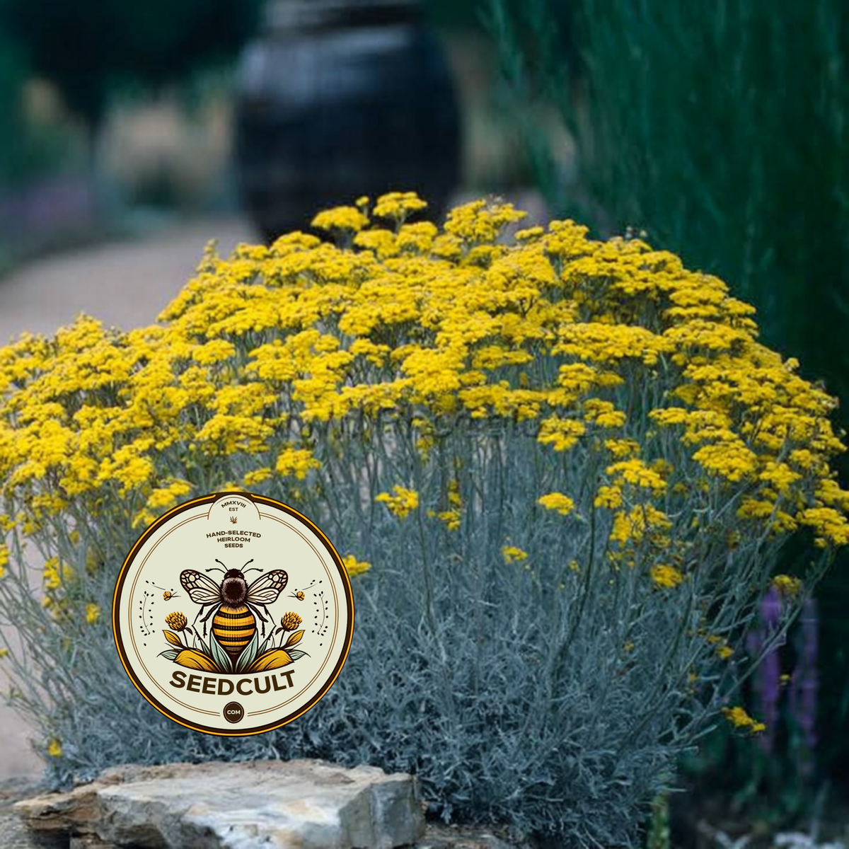 Immortelle, Italian Everlasting, Curry Plant, Silver Foliage, Herb, HL4020