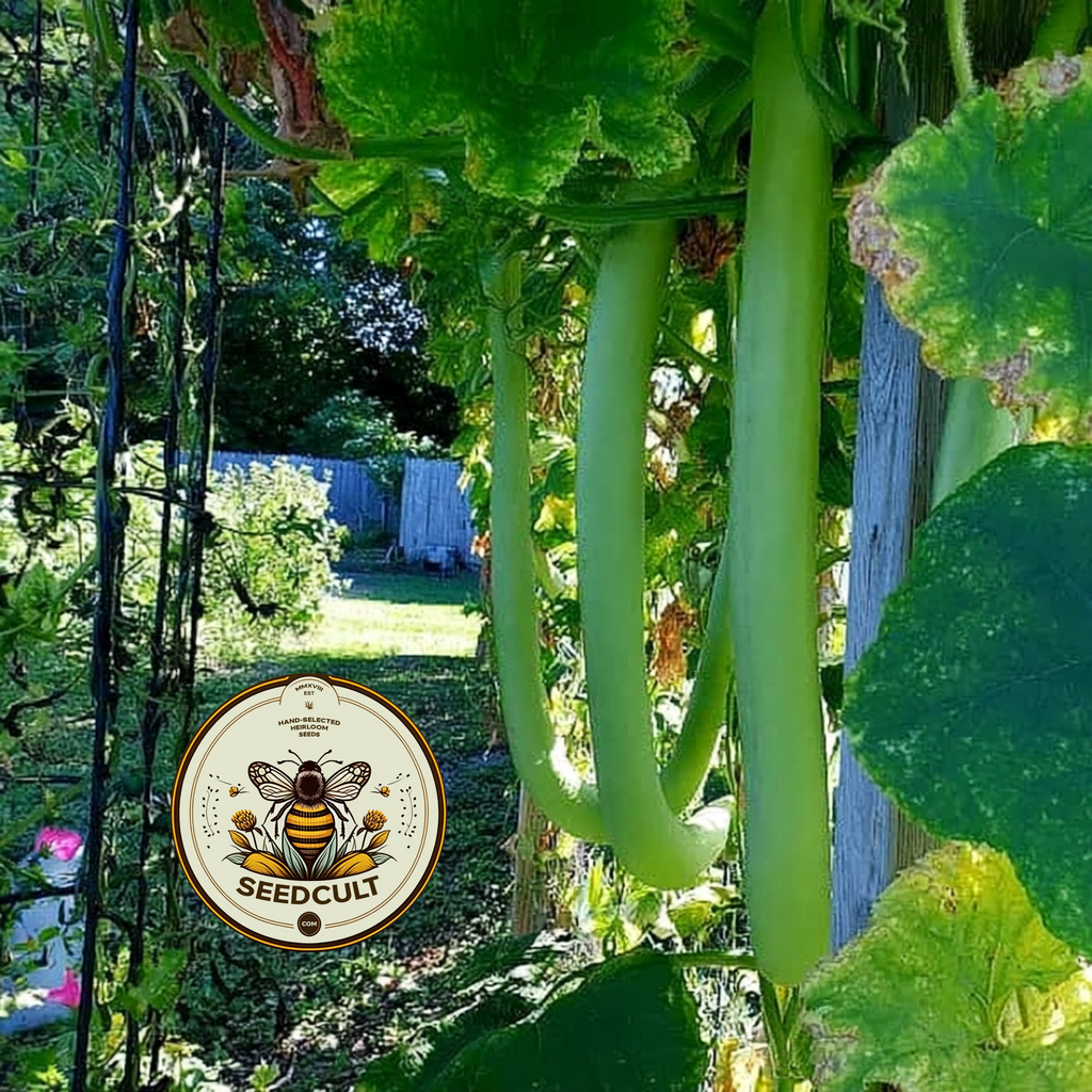 Snake Gourd Seeds, Cucuzzi, Gagootz, Edible Gourd, Italian Delicacy, Lagenaria Siceraria, LS0210