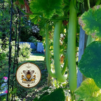 Snake Gourd Seeds, Cucuzzi, Gagootz, Edible Gourd, Italian Delicacy, Lagenaria Siceraria, LS0210