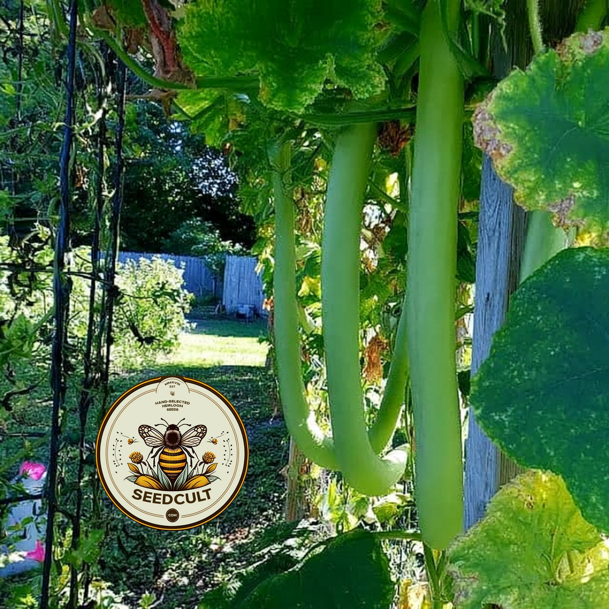 Snake Gourd Seeds, Cucuzzi, Gagootz, Edible Gourd, Italian Delicacy, Lagenaria Siceraria, LS0210