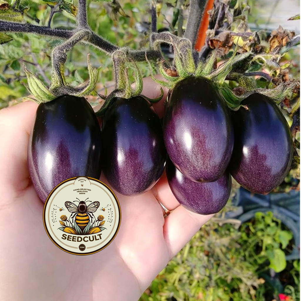 Brad's Atomic Grape Tomato Seeds, LY4620