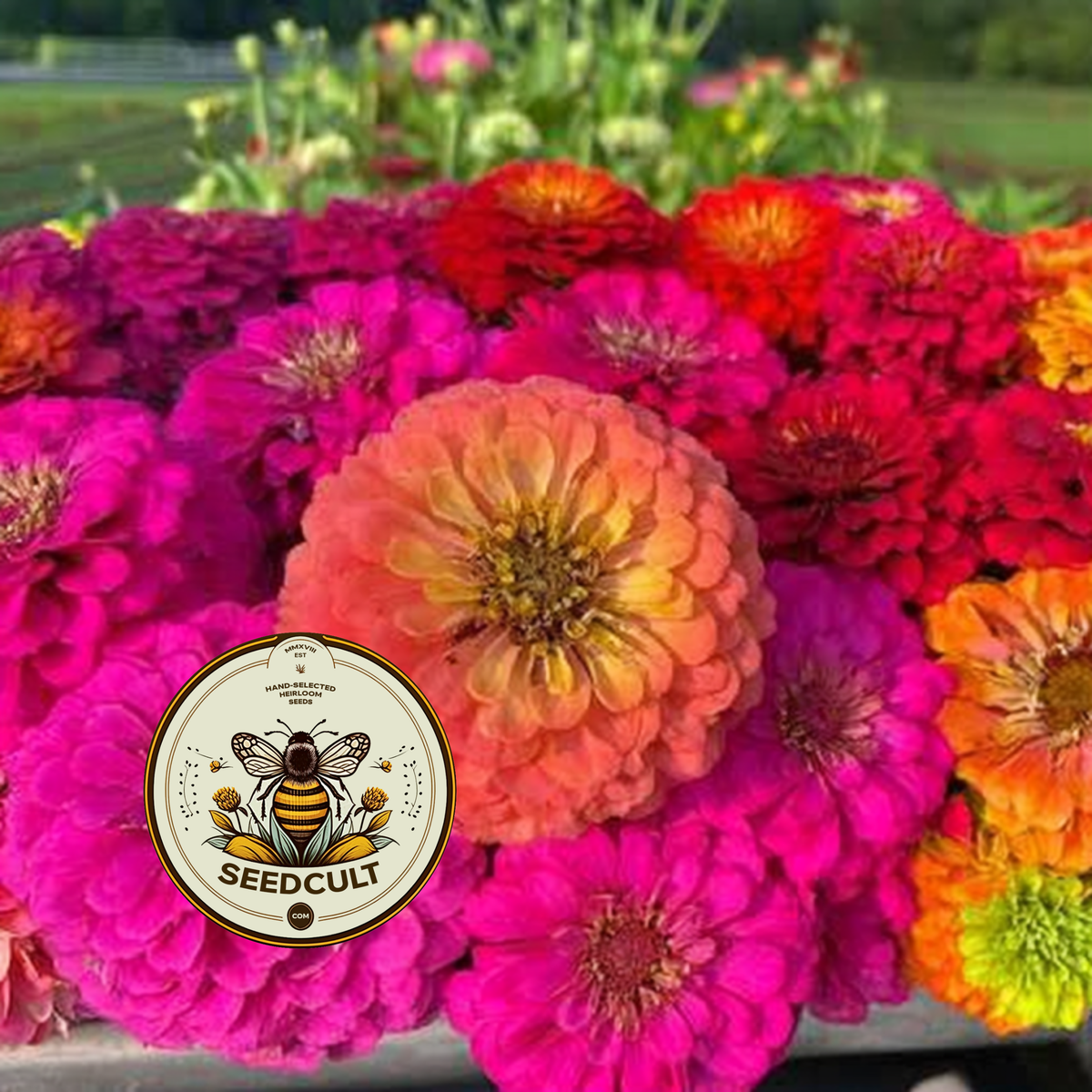 GLOWSTICK Zinnia Seeds, SeedCult Exclusive, Fluorescent Neon Colors, ZE5325