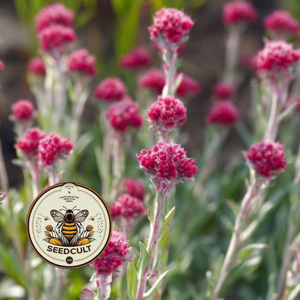 Red Pussytoes Seeds, Groundcover, Antennaria Dioica Rubra, Mountain Everlasting, Perennial AT3020