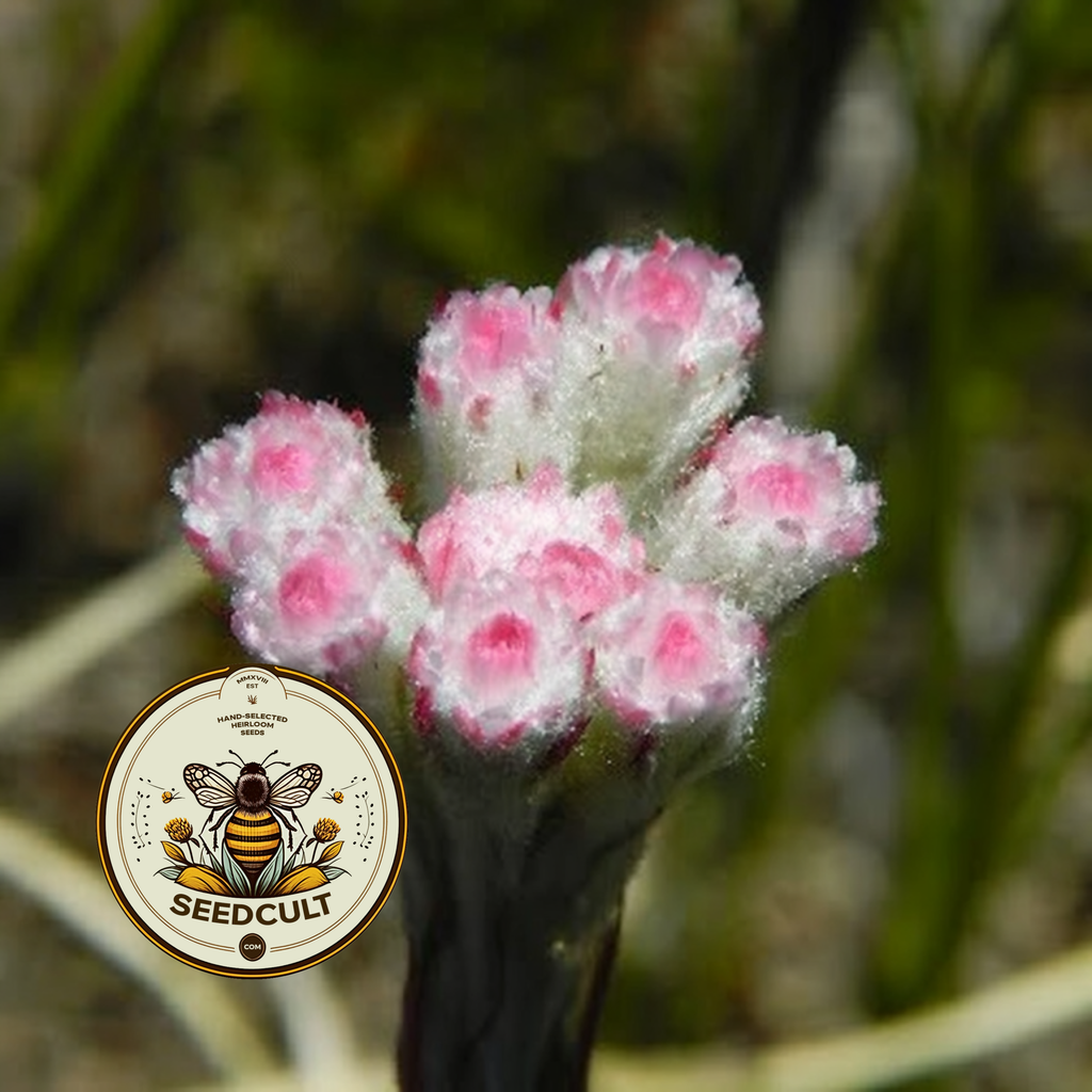 Red Pussytoes Seeds, Groundcover, Antennaria Dioica Rubra, Mountain Everlasting, Perennial AT3020