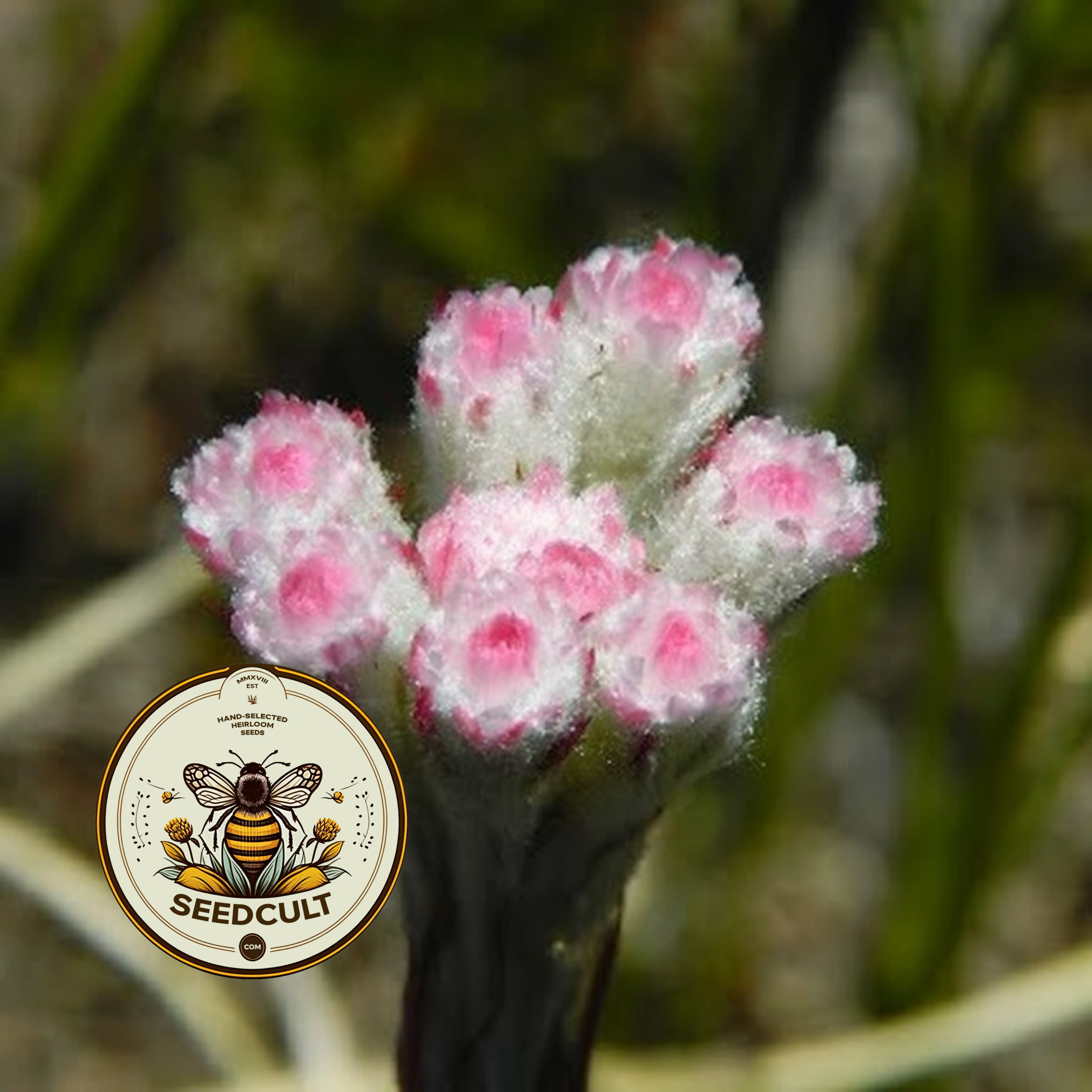 Red Pussytoes Seeds, Groundcover, Antennaria Dioica Rubra, Mountain Everlasting, Perennial AT3020