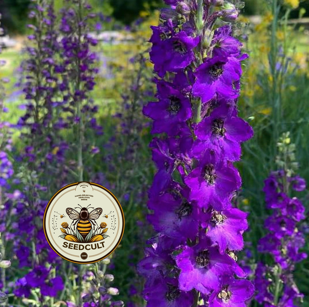 Violetta Mullein Seeds, Verbascum Phoenicium, VE0450