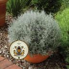 Immortelle, Italian Everlasting, Curry Plant, Silver Foliage, Herb, HL4020