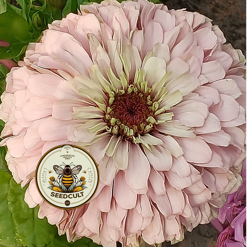 Pastel Mix Zinnia Seeds, Peach, Light Pink, Lilac, Mauve and Cream, ZE5425
