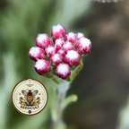 Red Pussytoes Seeds, Groundcover, Antennaria Dioica Rubra, Mountain Everlasting, Perennial AT3020