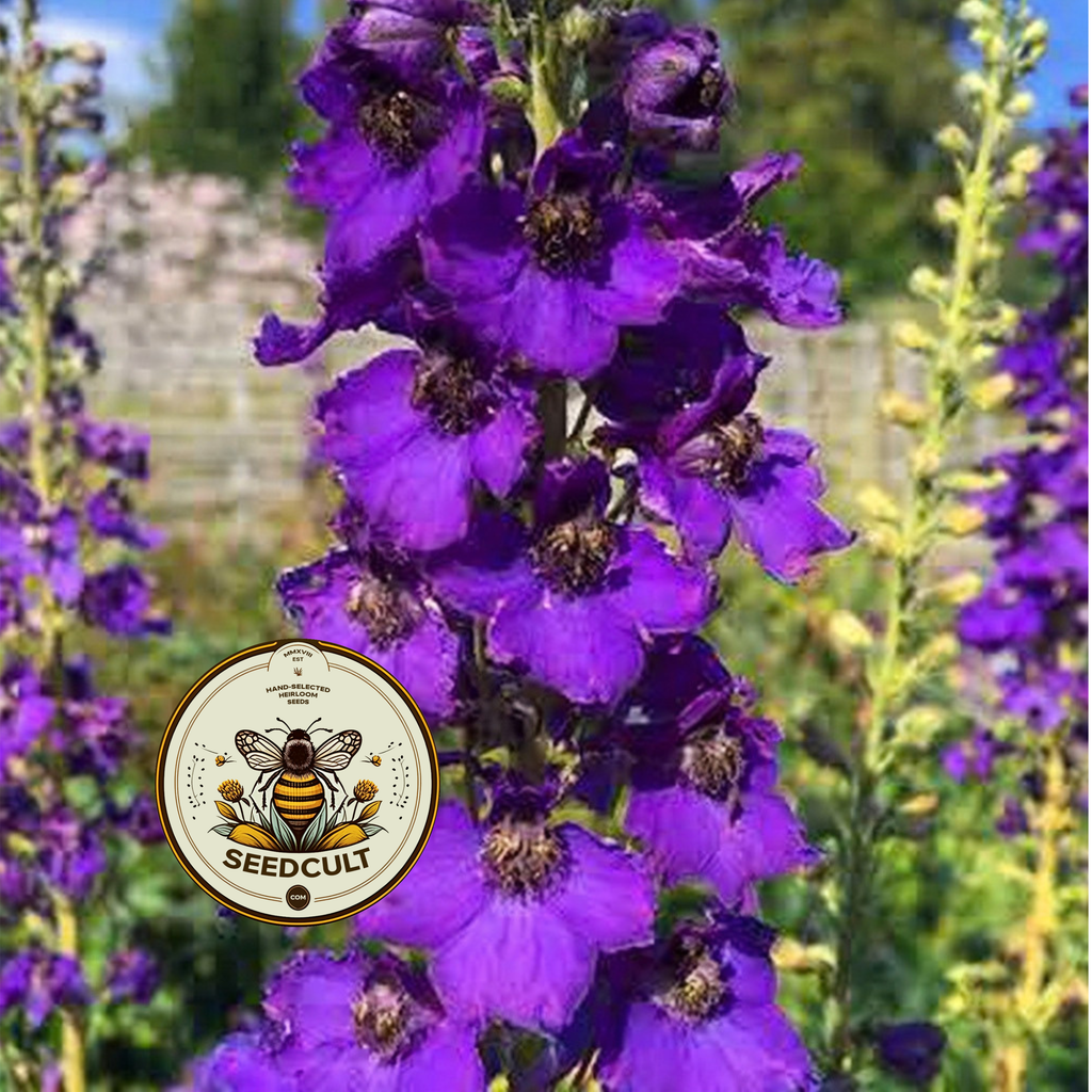 Violetta Mullein Seeds, Verbascum Phoenicium, VE0450