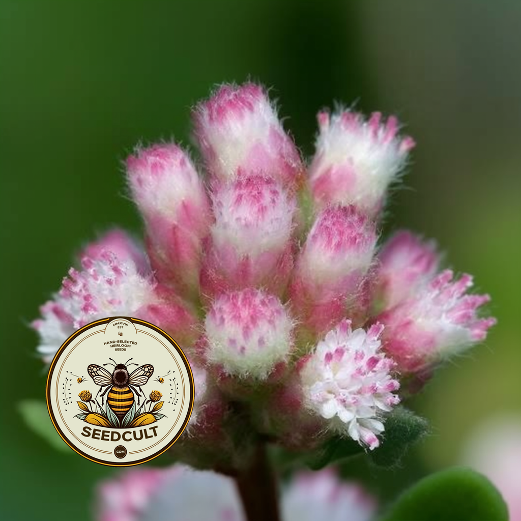 Red Pussytoes Seeds, Groundcover, Antennaria Dioica Rubra, Mountain Everlasting, Perennial AT3020