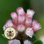 Red Pussytoes Seeds, Groundcover, Antennaria Dioica Rubra, Mountain Everlasting, Perennial AT3020