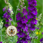 Violetta Mullein Seeds, Verbascum Phoenicium, VE0450