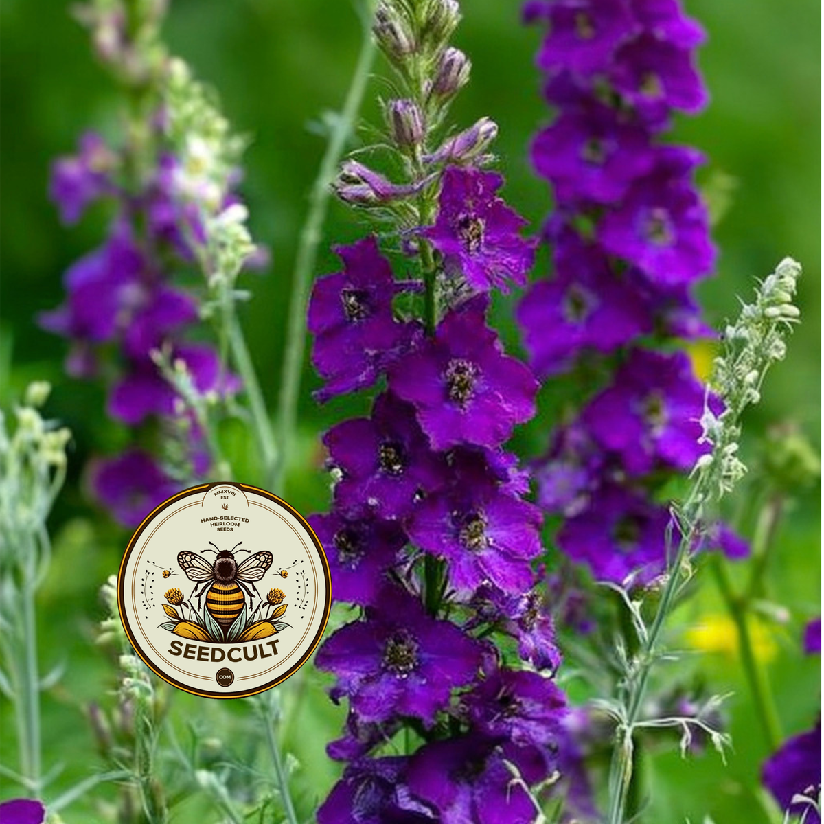 Violetta Mullein Seeds, Verbascum Phoenicium, VE0450