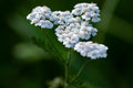 Bulk White Yarrow Seeds, Medicinal Native Plants, Achillea Milefolium AC035C
