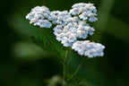 Bulk White Yarrow Seeds, Medicinal Native Plants, Achillea Milefolium AC035C
