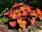 Sunset Coleus Seeds, Indoor Shade Plant, Wizard CC0920P