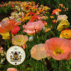 Iceland Poppy Seeds, Papaver Nudicaule, Red, Orange, Pink, Rose, Yellow, White, Bi-color, Perennial/Annual, Fall Planting PN802CR