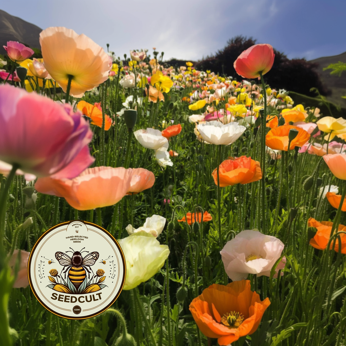 Iceland Poppy Seeds, Papaver Nudicaule, Red, Orange, Pink, Rose, Yellow, White, Bi-color, Perennial/Annual, Fall Planting PN802CR