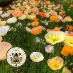 Iceland Poppy Seeds, Papaver Nudicaule, Red, Orange, Pink, Rose, Yellow, White, Bi-color, Perennial/Annual, Fall Planting PN802CR