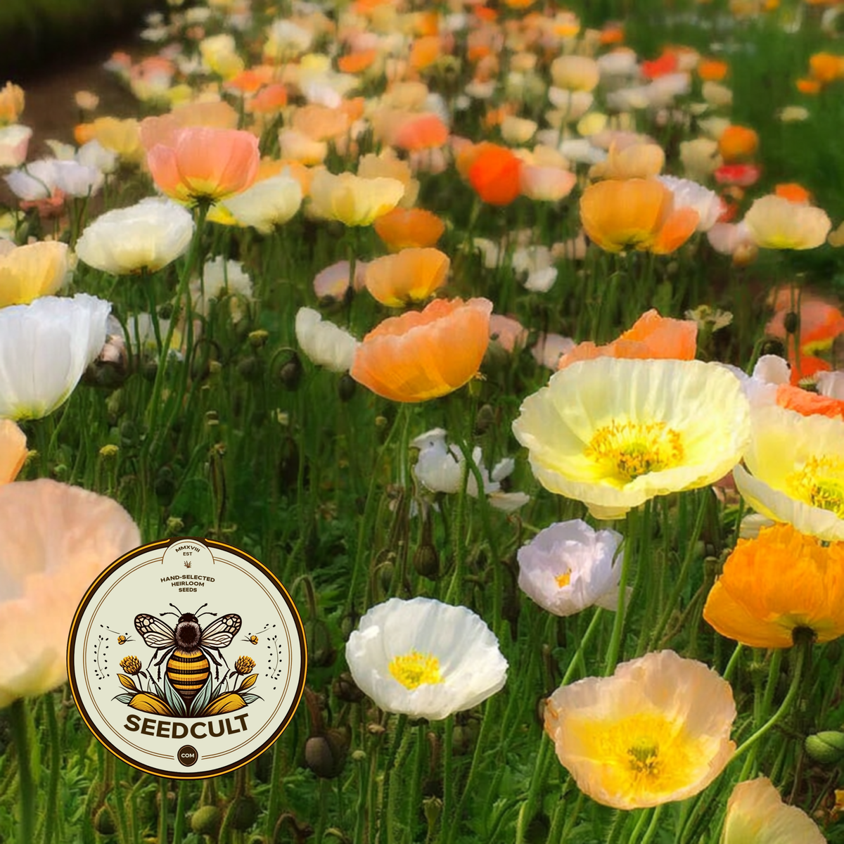 Iceland Poppy Seeds, Papaver Nudicaule, Red, Orange, Pink, Rose, Yellow, White, Bi-color, Perennial/Annual, Fall Planting PN802CR