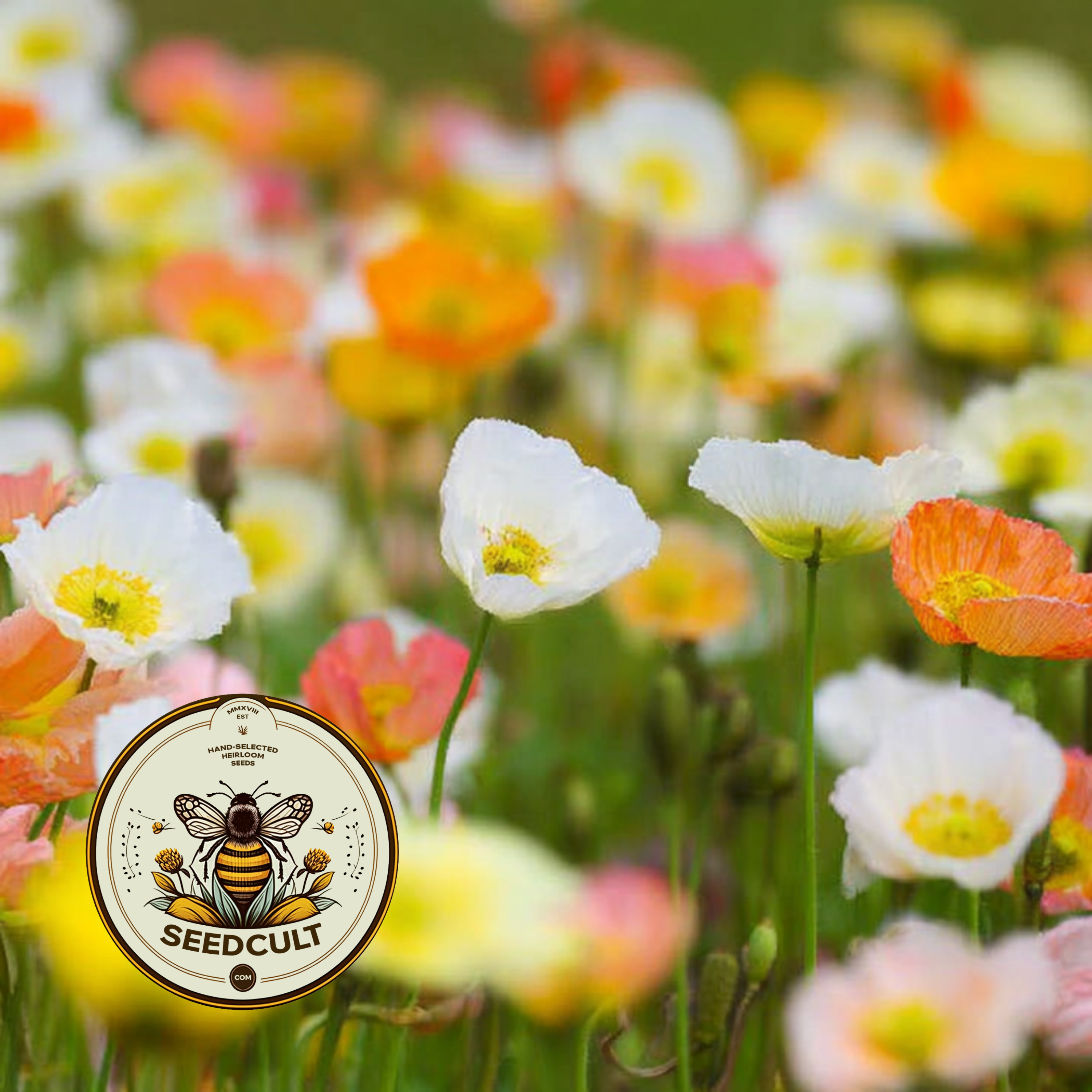 Iceland Poppy Seeds, Papaver Nudicaule, Red, Orange, Pink, Rose, Yellow, White, Bi-color, Perennial/Annual, Fall Planting PN802CR